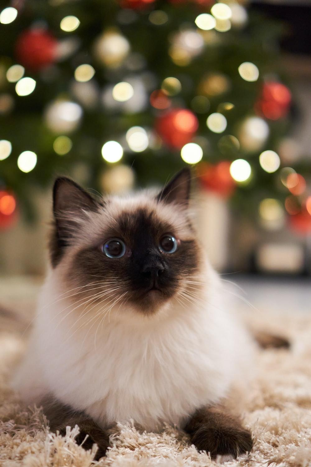 Christmas Cat Pictures Image