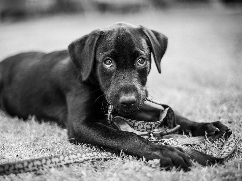 Grayscale Photography Of Labrador Retriever Puppy Photo Dog