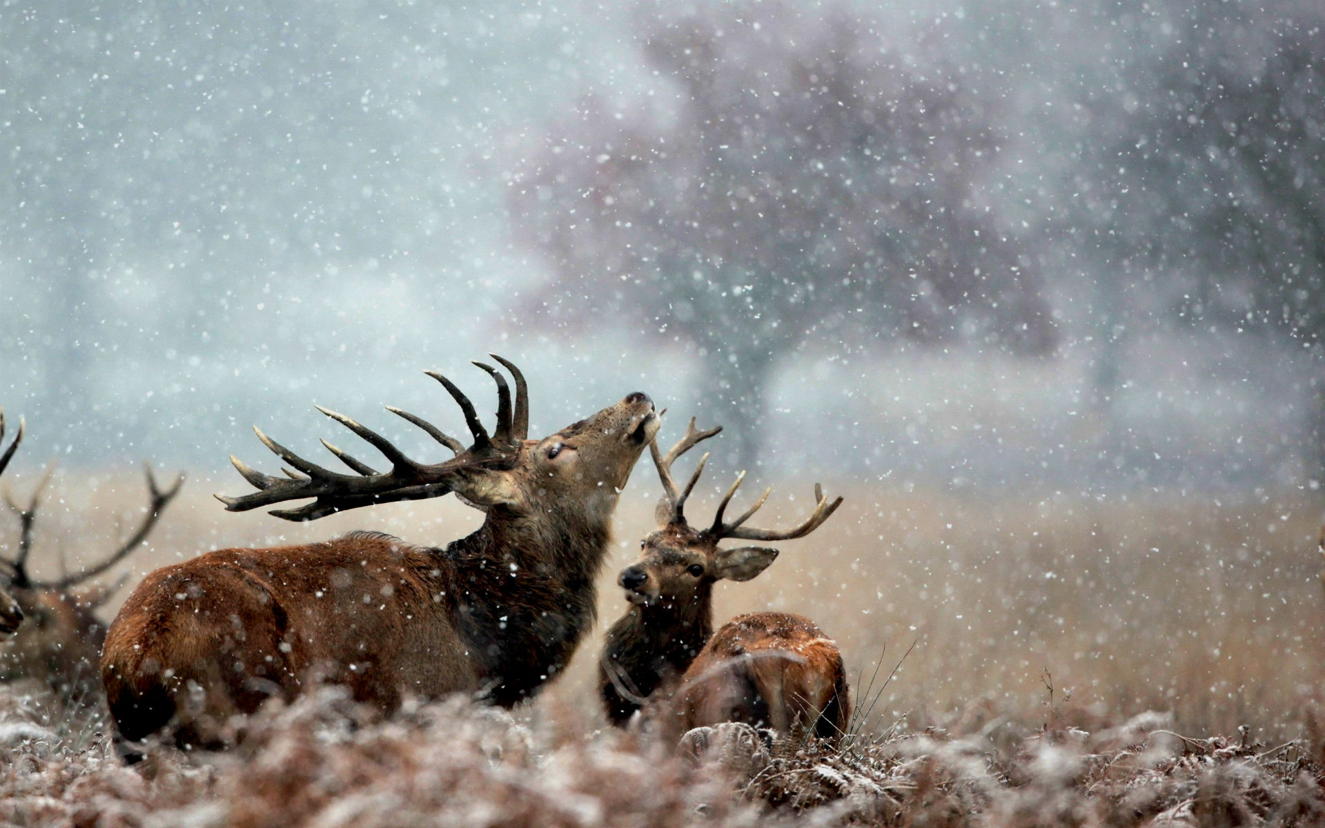 Deer Desktop Wallpaper