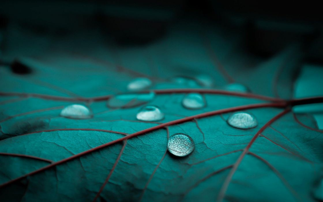 Rain Drops Leaf Leaves Bokeh Macro Wallpaper