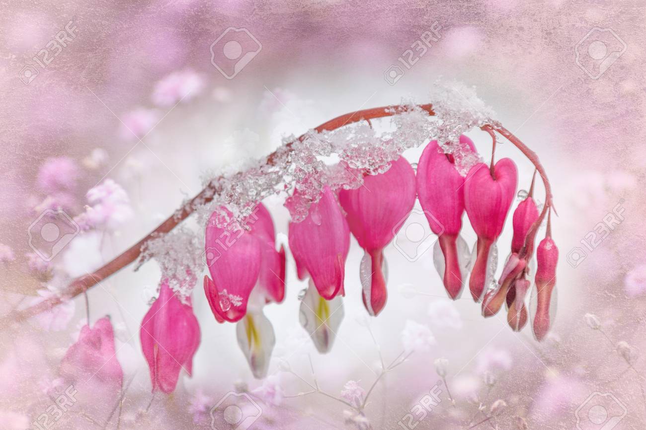 Frosty Pink Bleeding Heart Flower Framed With Textured Background