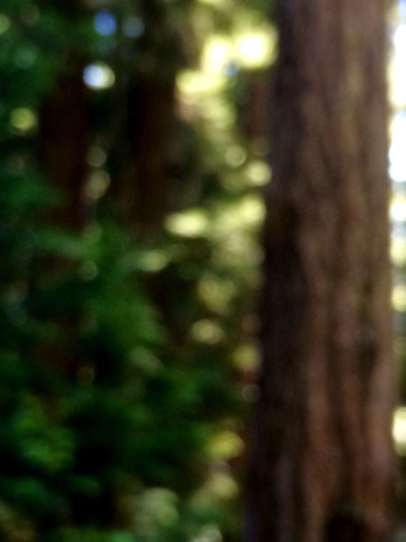 Douglas Fir In Sunlit Forest Cascade Mountain Range Oregon