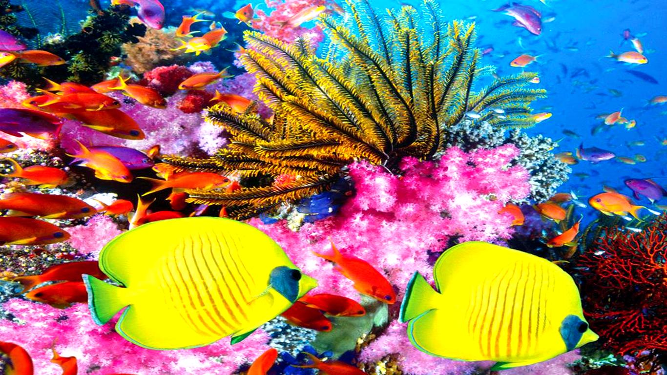 Coral Reefs High Quality Wallpaper Sa