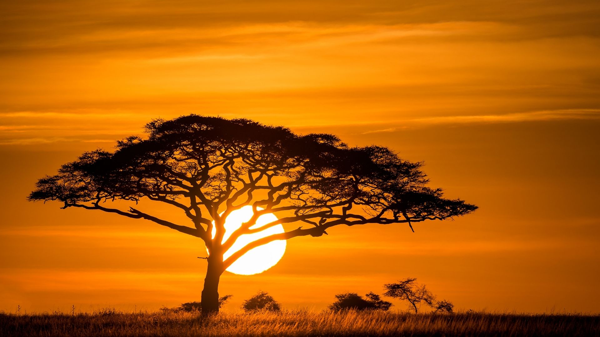 Desktop Wallpaper Sunset Tree Landscape Nature HD Image
