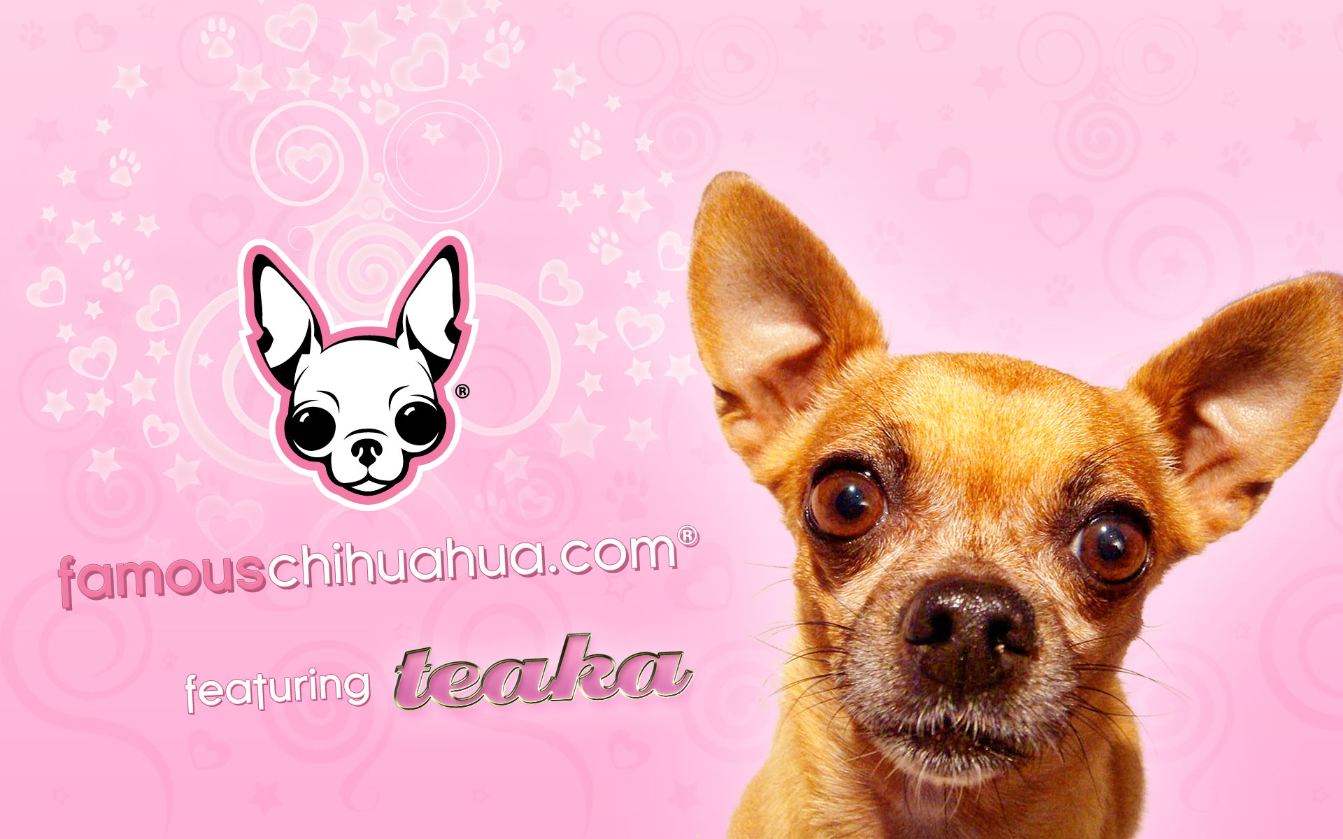 Famous Chihuahua Wallpaper