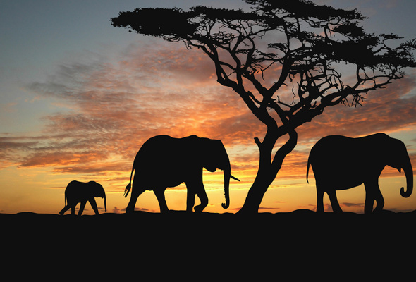 Wallpaper elephant silhouette tree sunset africa savannah desktop
