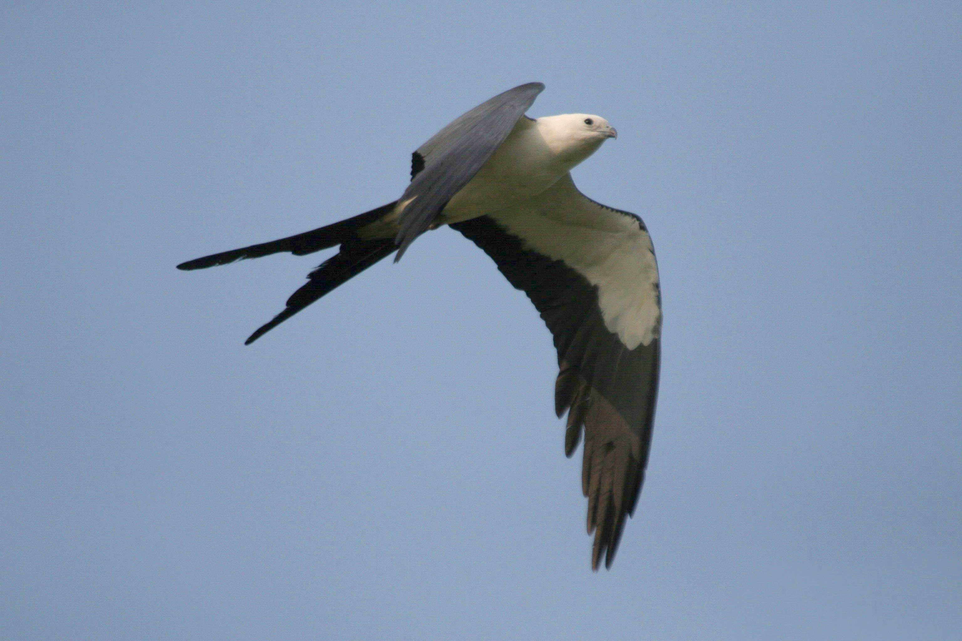 Swallow Tailed Kite Photos And Wallpaper Collection Of