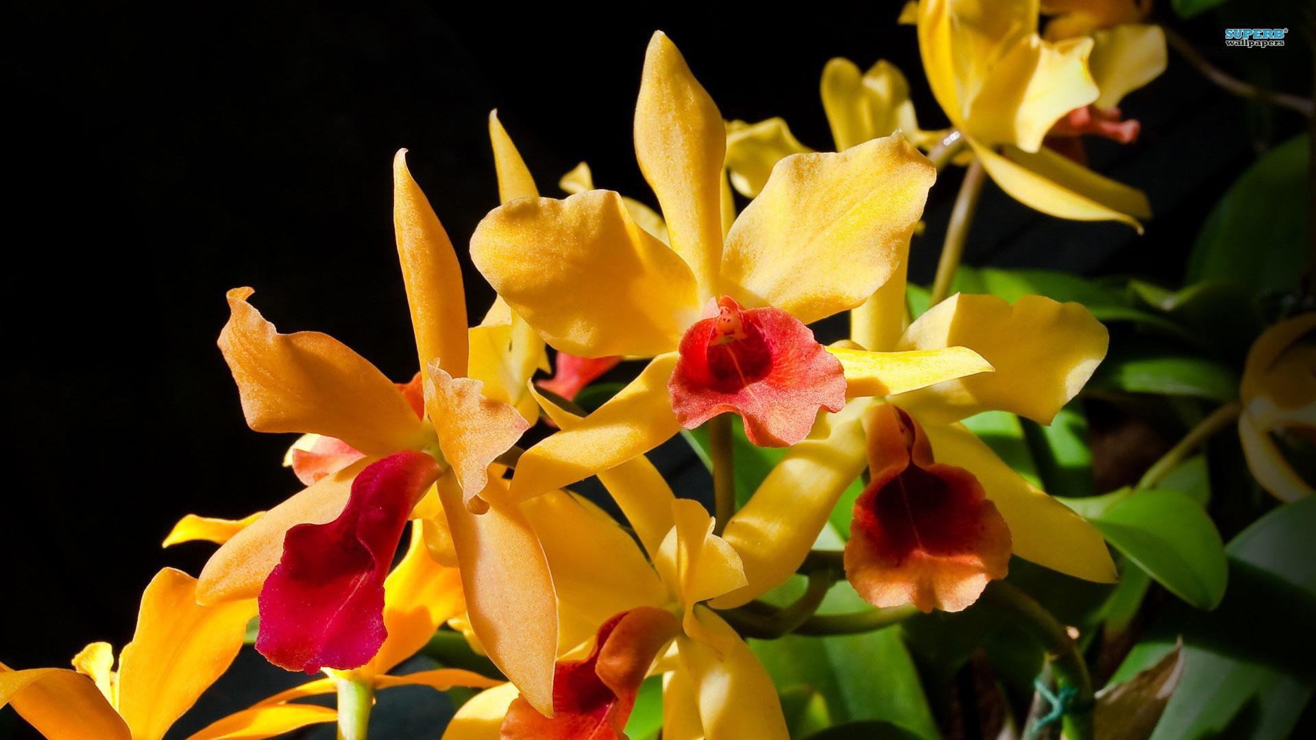 Orchids Wallpaper HD