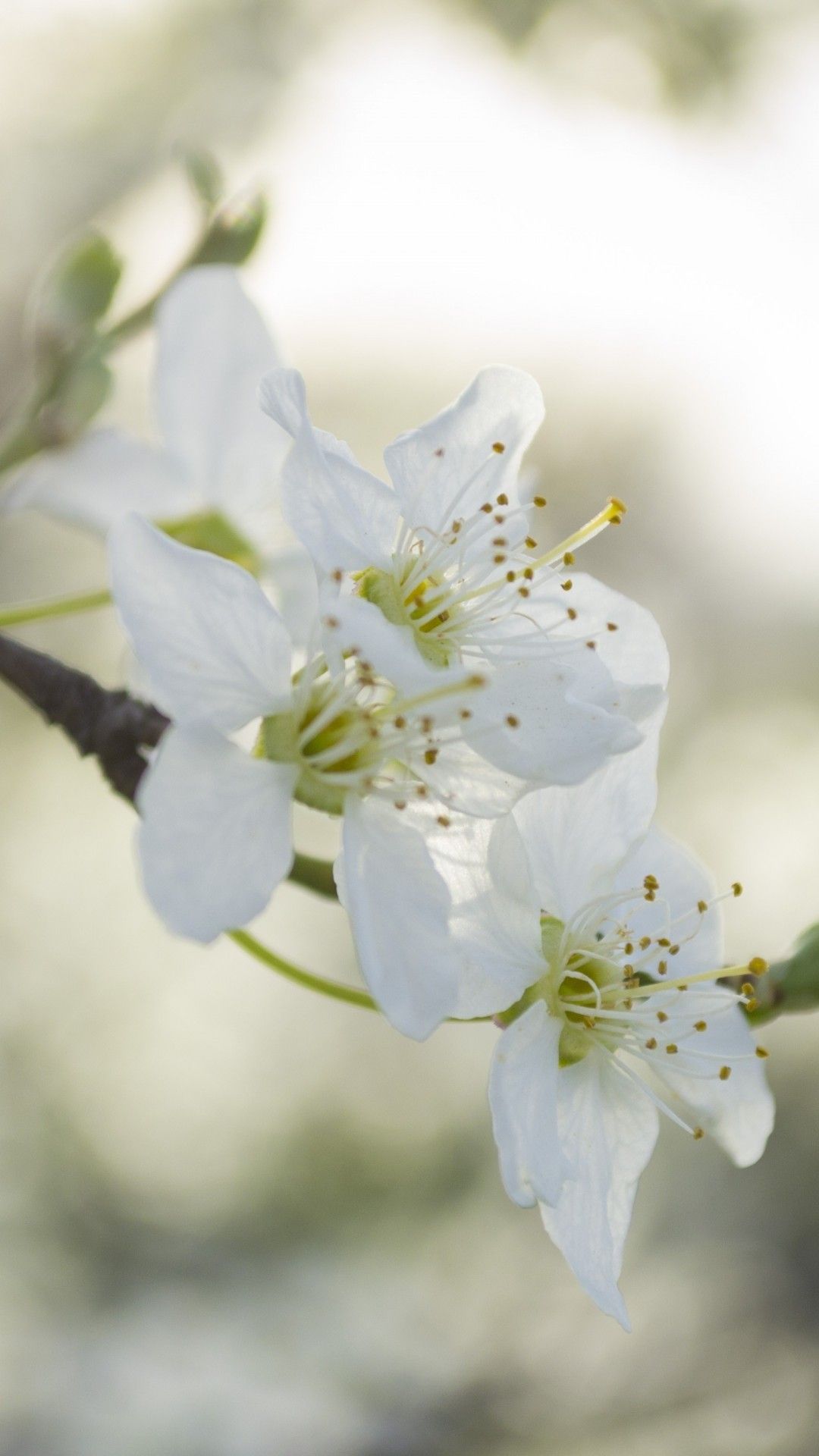 White Flower iPhone Wallpaper On