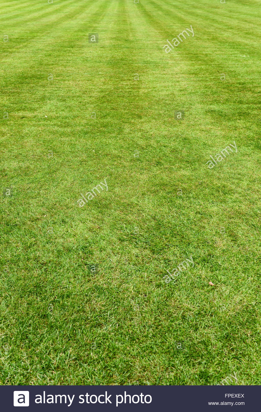 Neat Manicured Green Turf Lawn Or Grass Background With Mowing