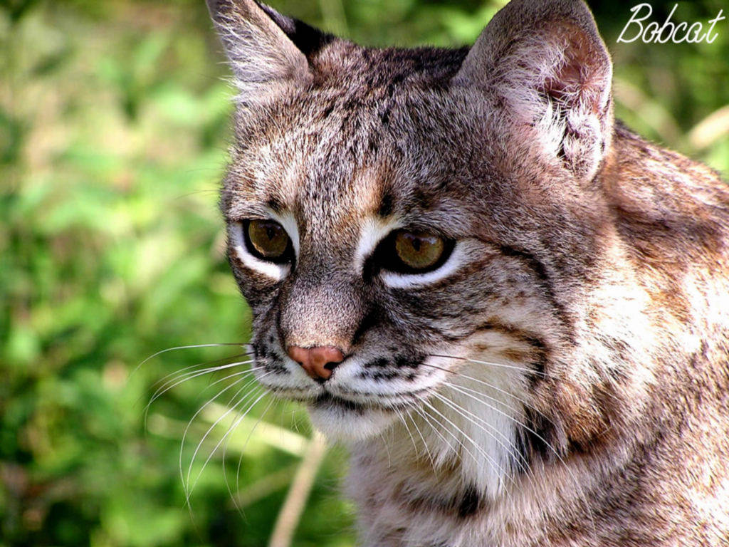 My Background Bobcat Pictures