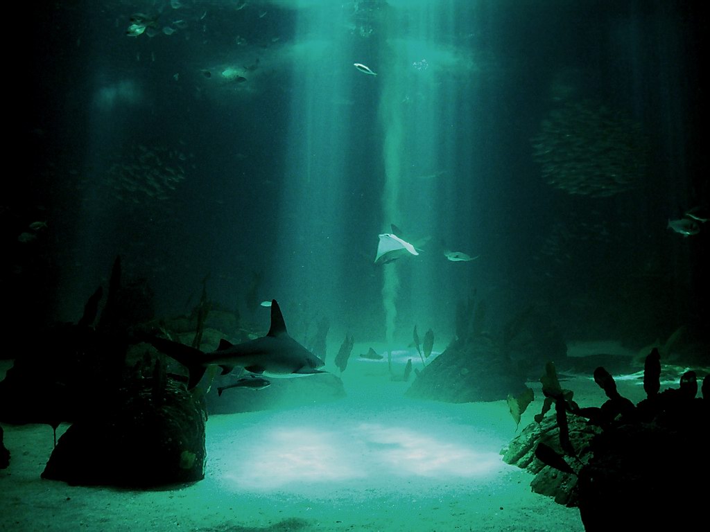 My Background Underwater