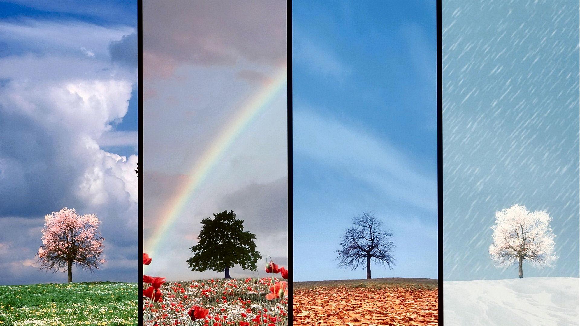 Tree Of All Seasons Wallpaper HD