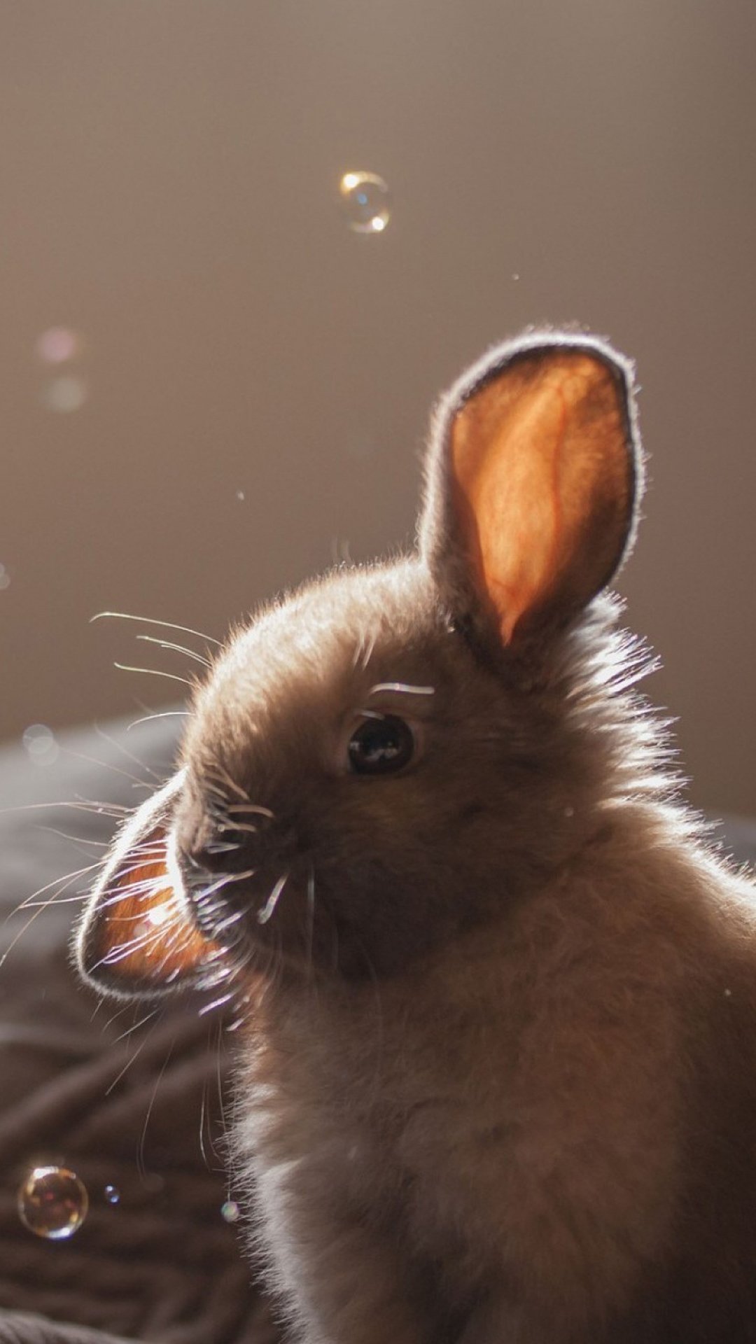 Cute Animals Iphone Wallpaper You Would Love To