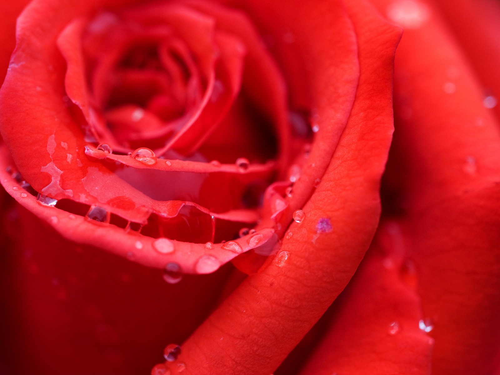 Wallpapernarium Acercamiento A Una Rosa Roja