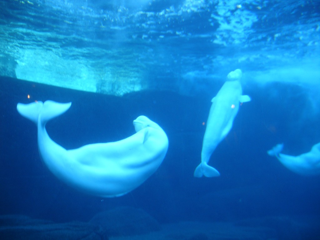 Beluga Whales HD Wallpaper Animals