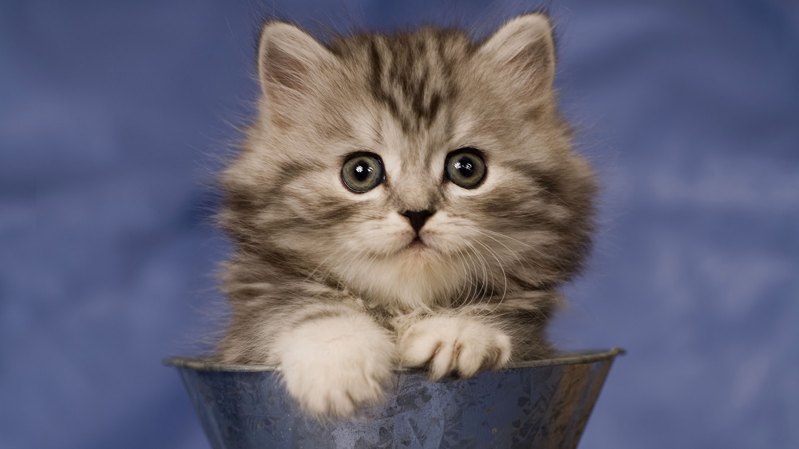 World's Cutest Cat Breeds - Did Your Cat Make the List?