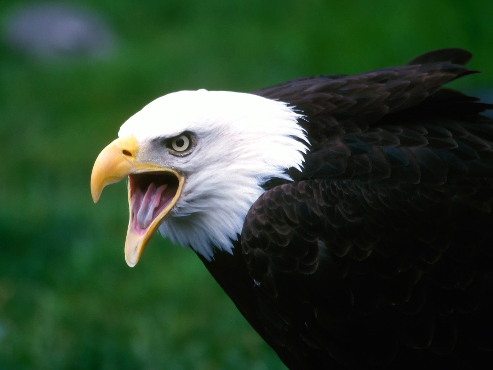 Screaming Eagle Wallpapers HD Wallpapers