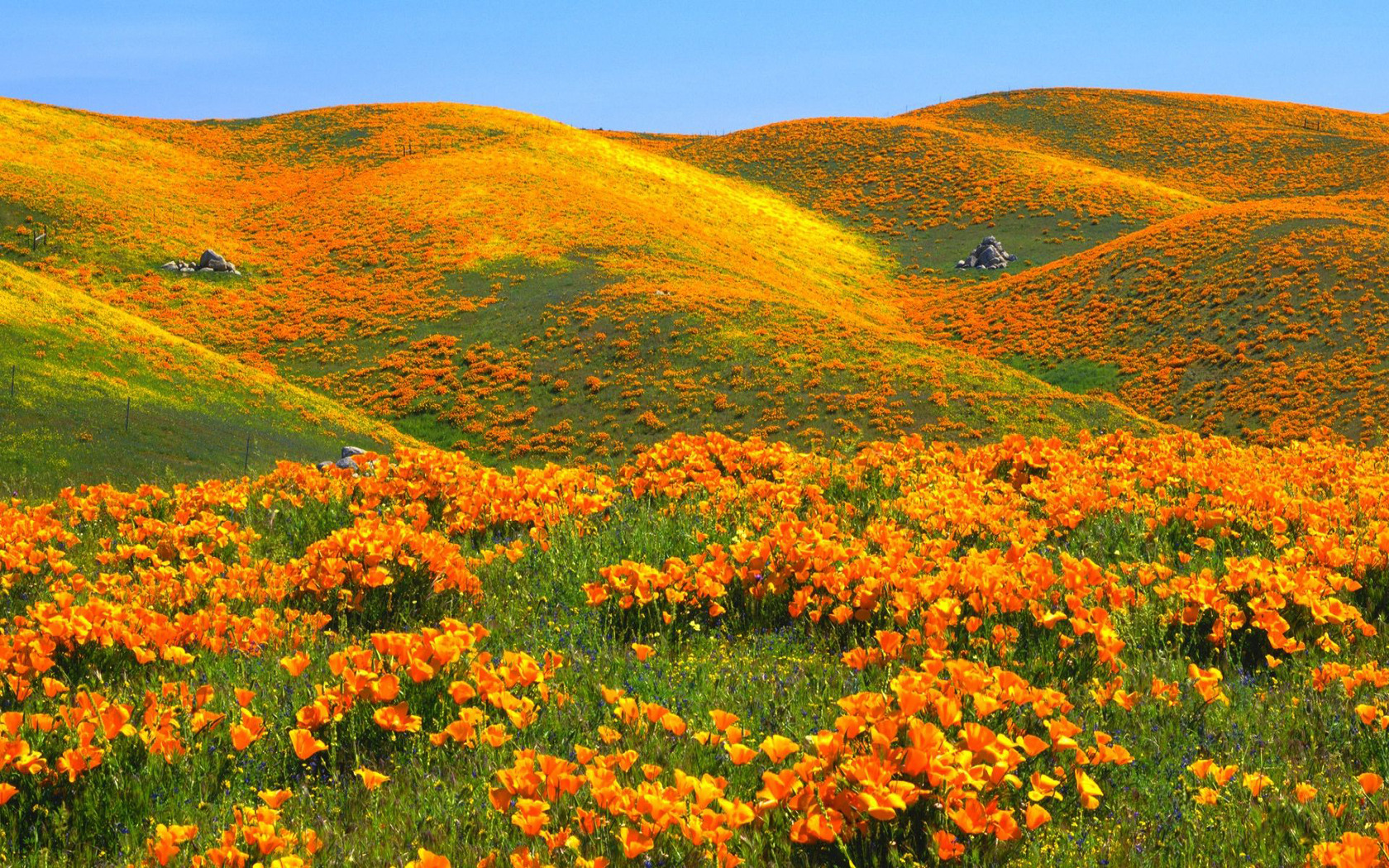 California Poppy Field Wallpaper