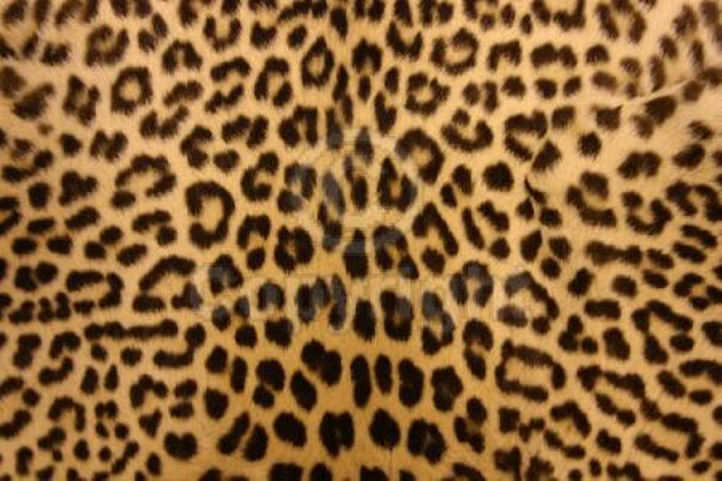 Zebra Print Desktop Wallpaper Coolstyle