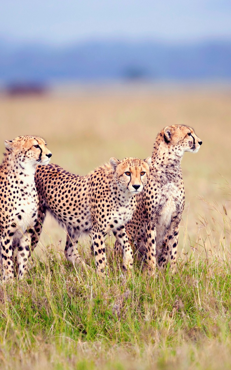 Cheetah Family Nexus Wallpaper