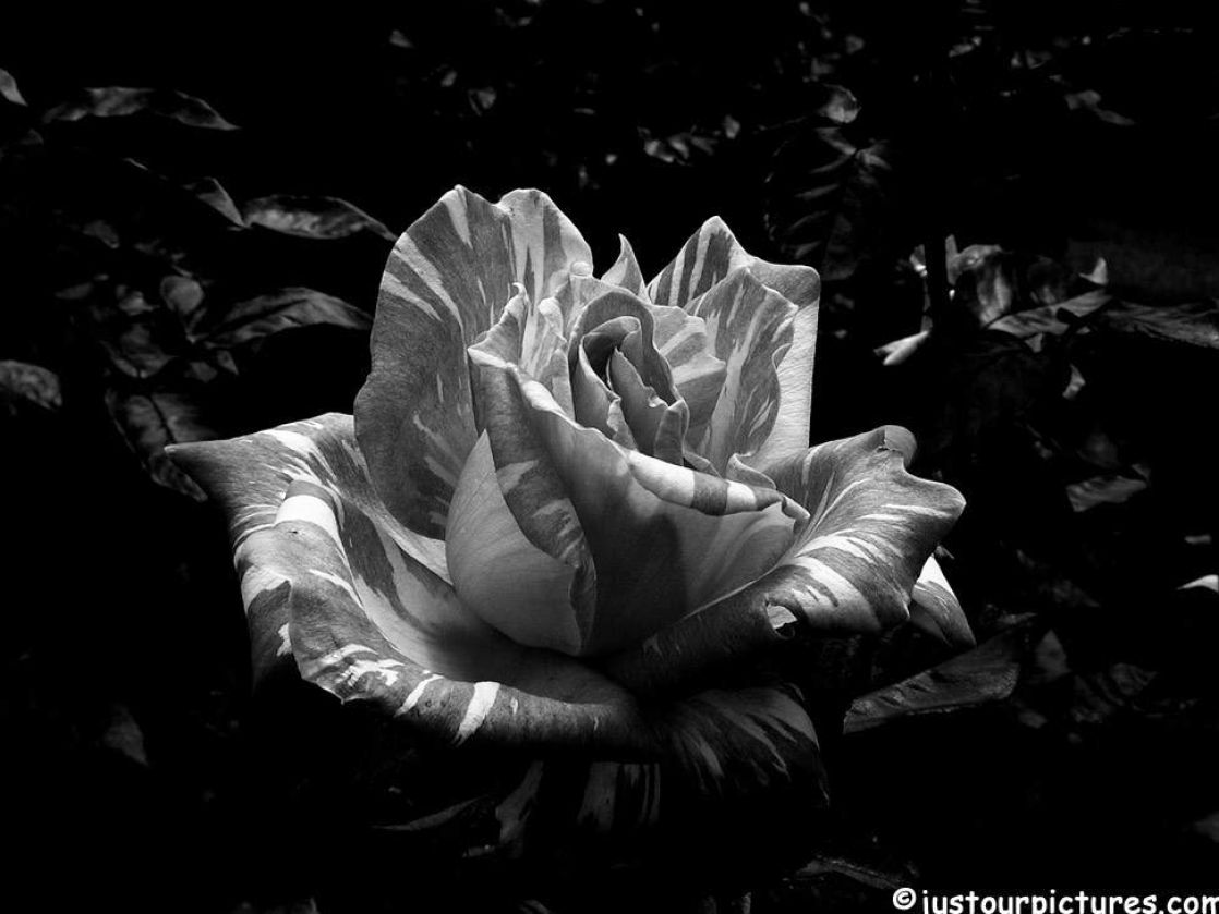 Black And White Rose Red