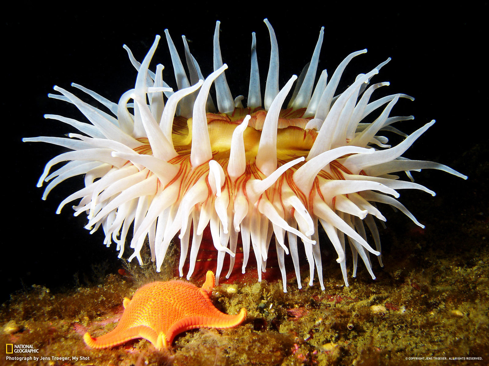 Sea Anemone Wallpaper - WallpaperSafari