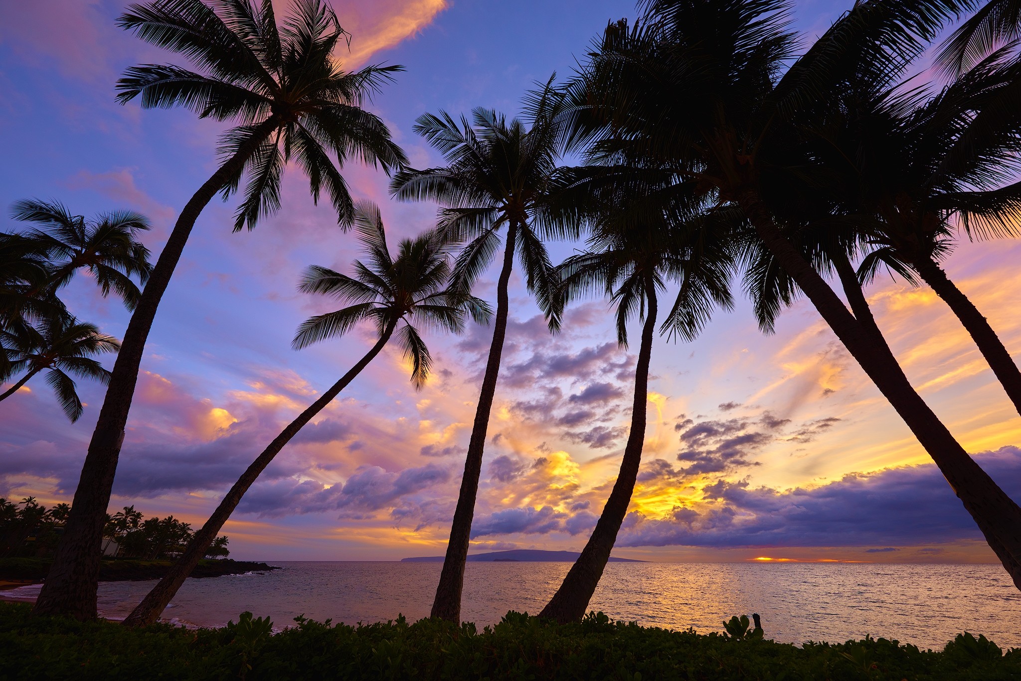 Palm Tree Desktop Wallpaper