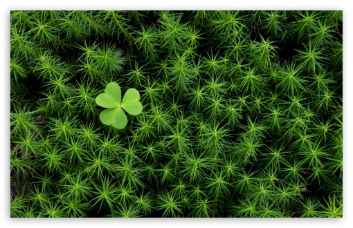 Shamrock And Irish Moss HD Wallpaper For Standard Fullscreen