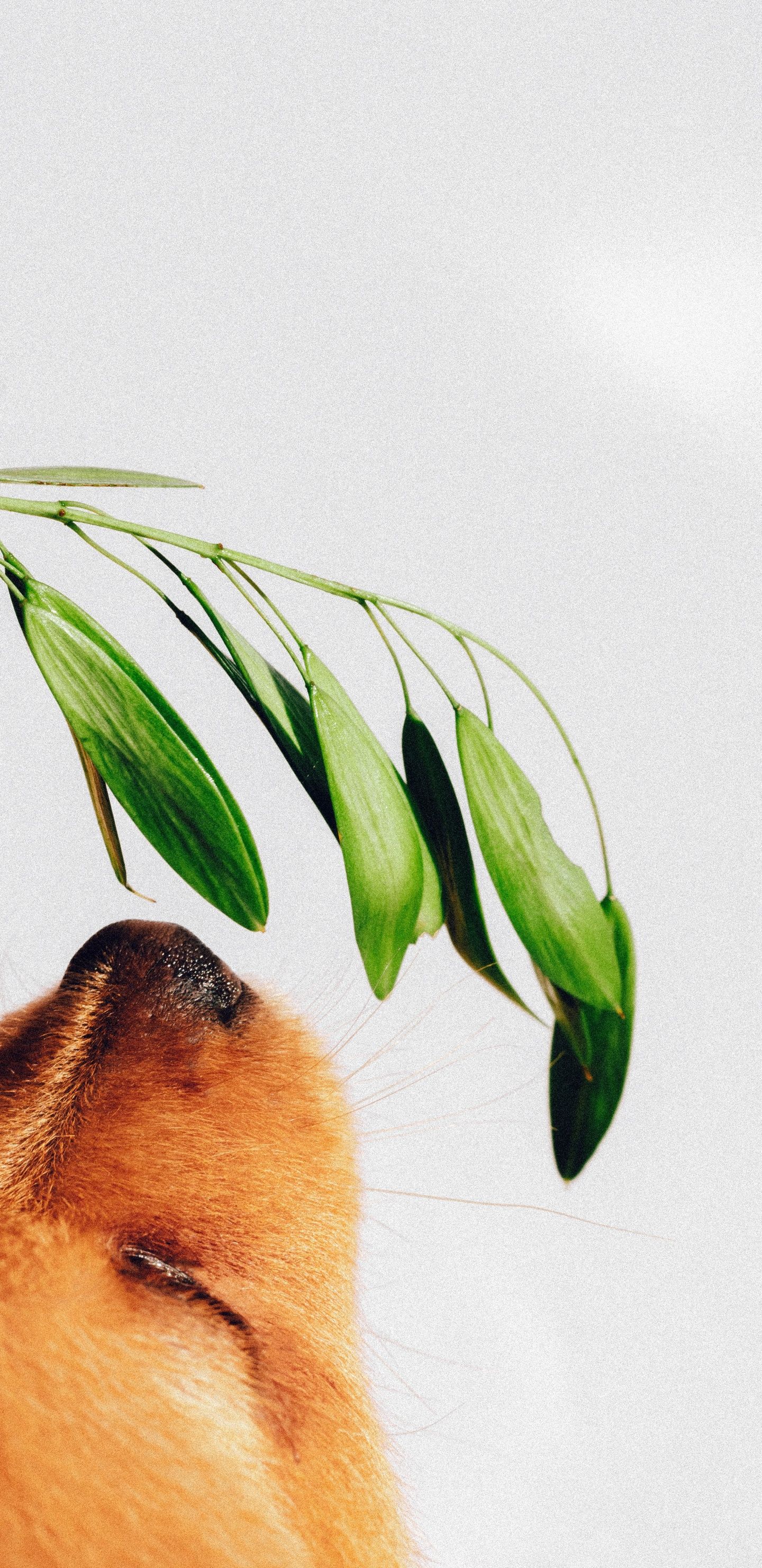 Dog Aesthetic Wallpaper