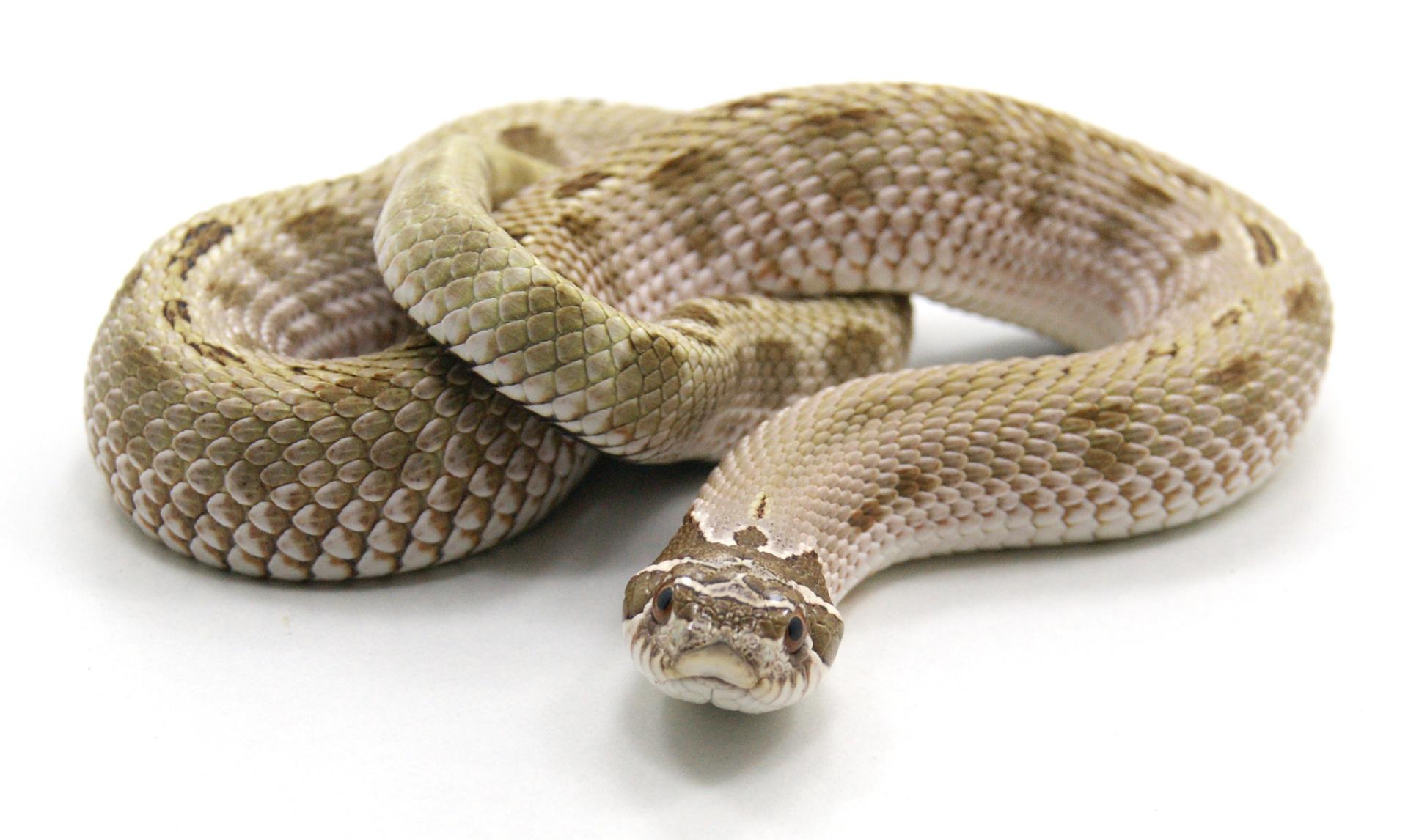 Anaconda Wallpaper Animal Hq Picture