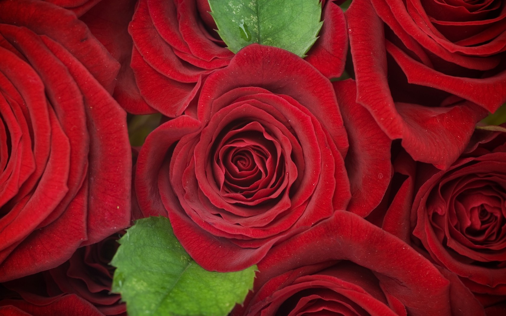 Red Roses Flowers Background X Close