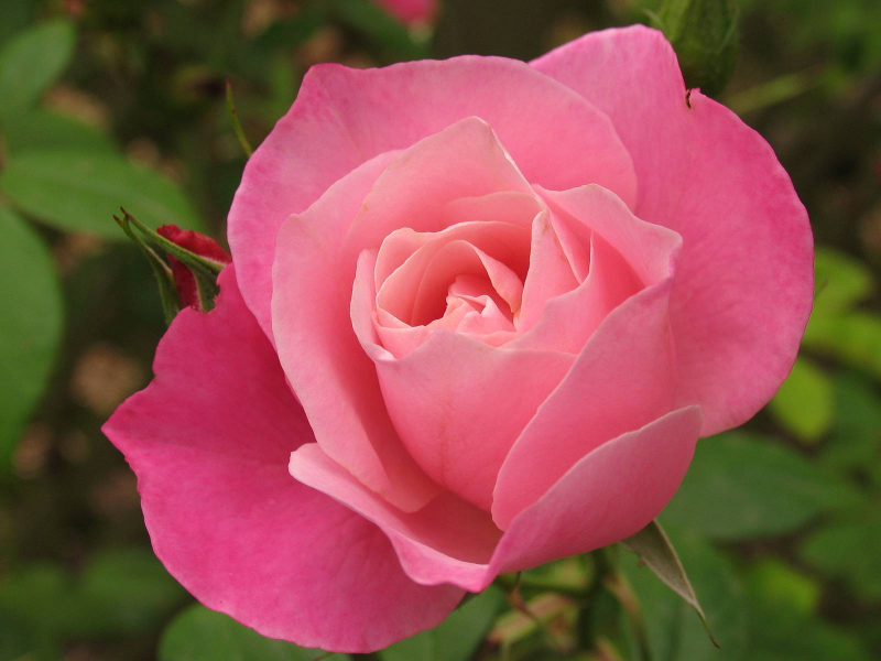 Rose Bud Pink Bloom Flower Desktop Wallpaper 800x600