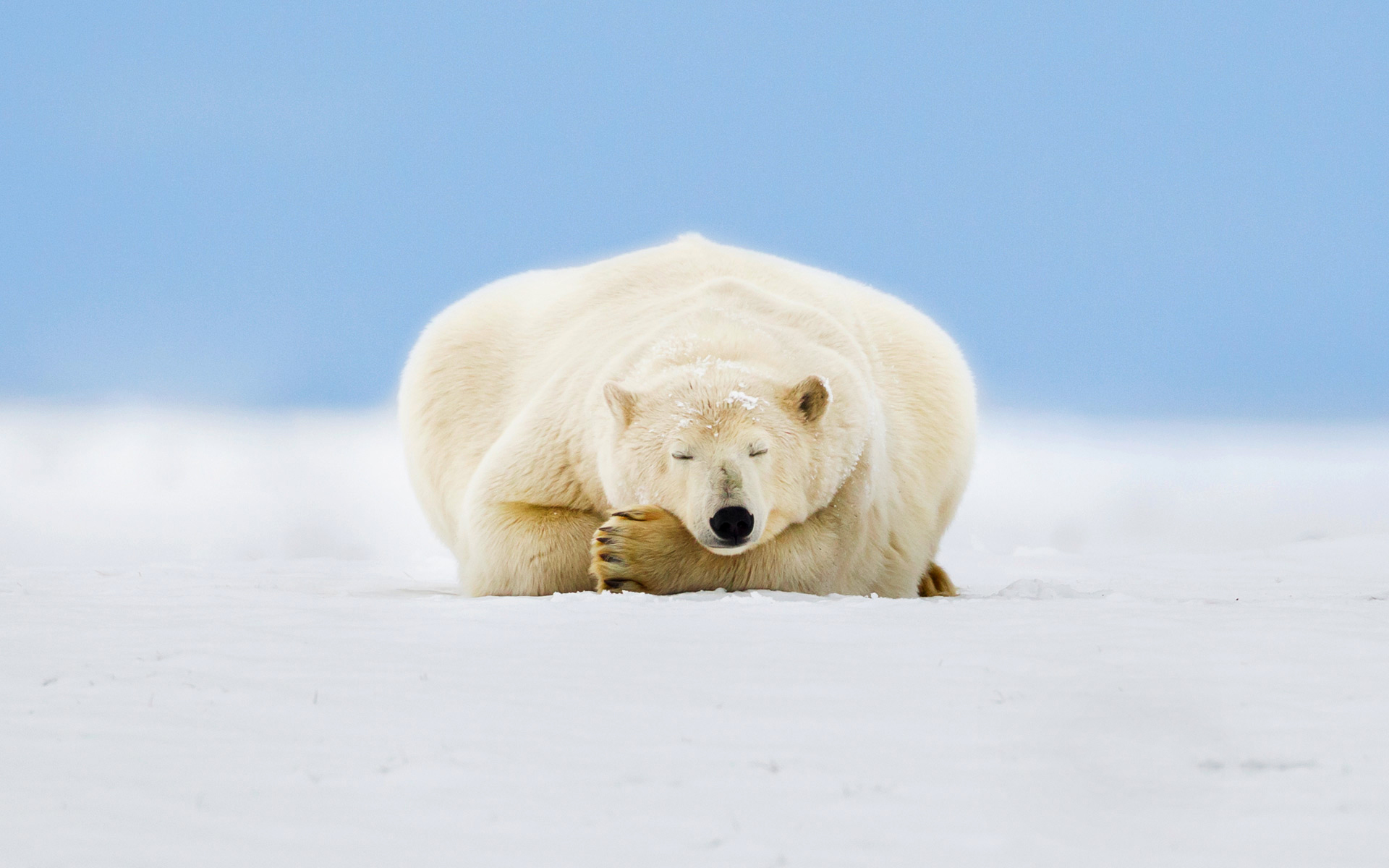Polar Bear Puter Wallpaper Desktop Background Id