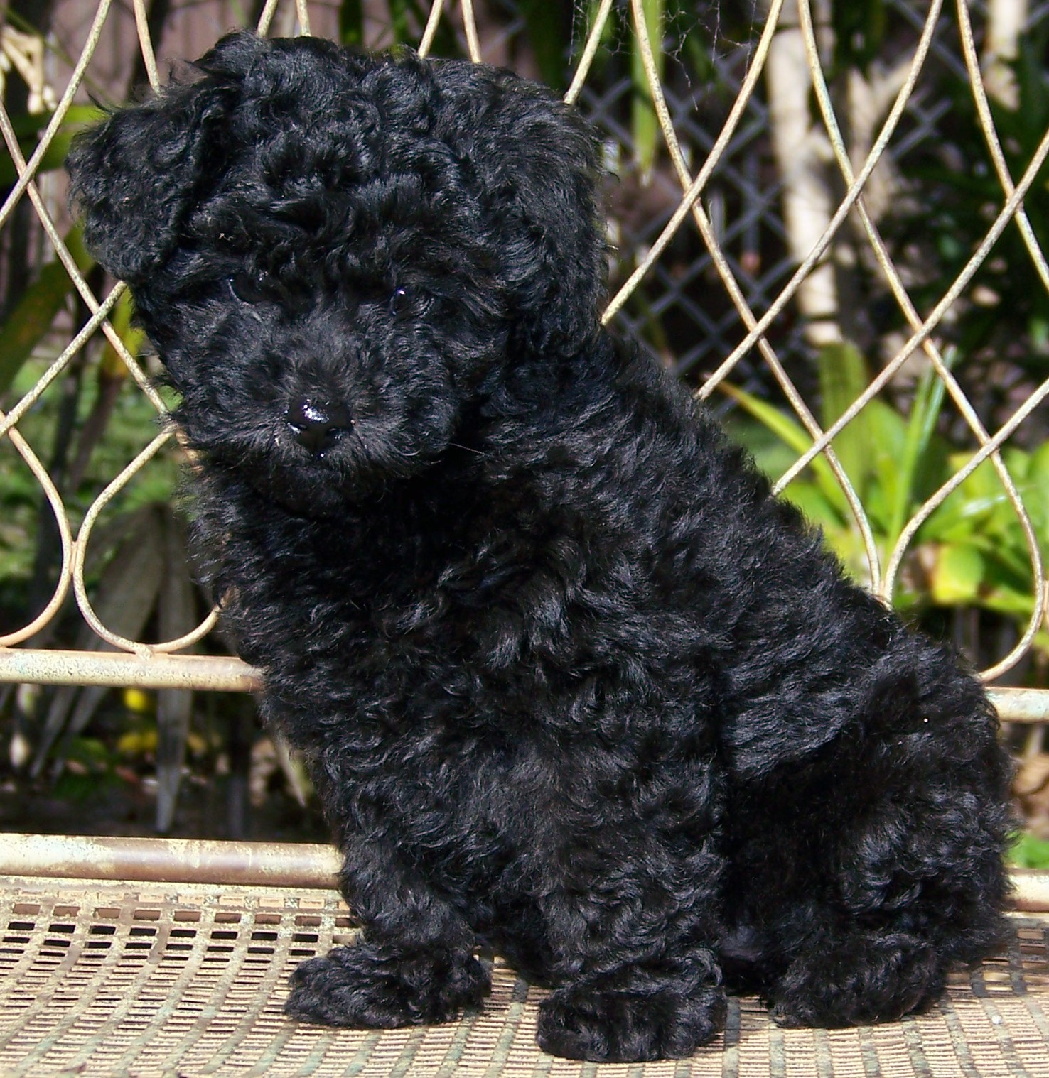 Black Poodle Photo And Wallpaper Beautiful Pictures