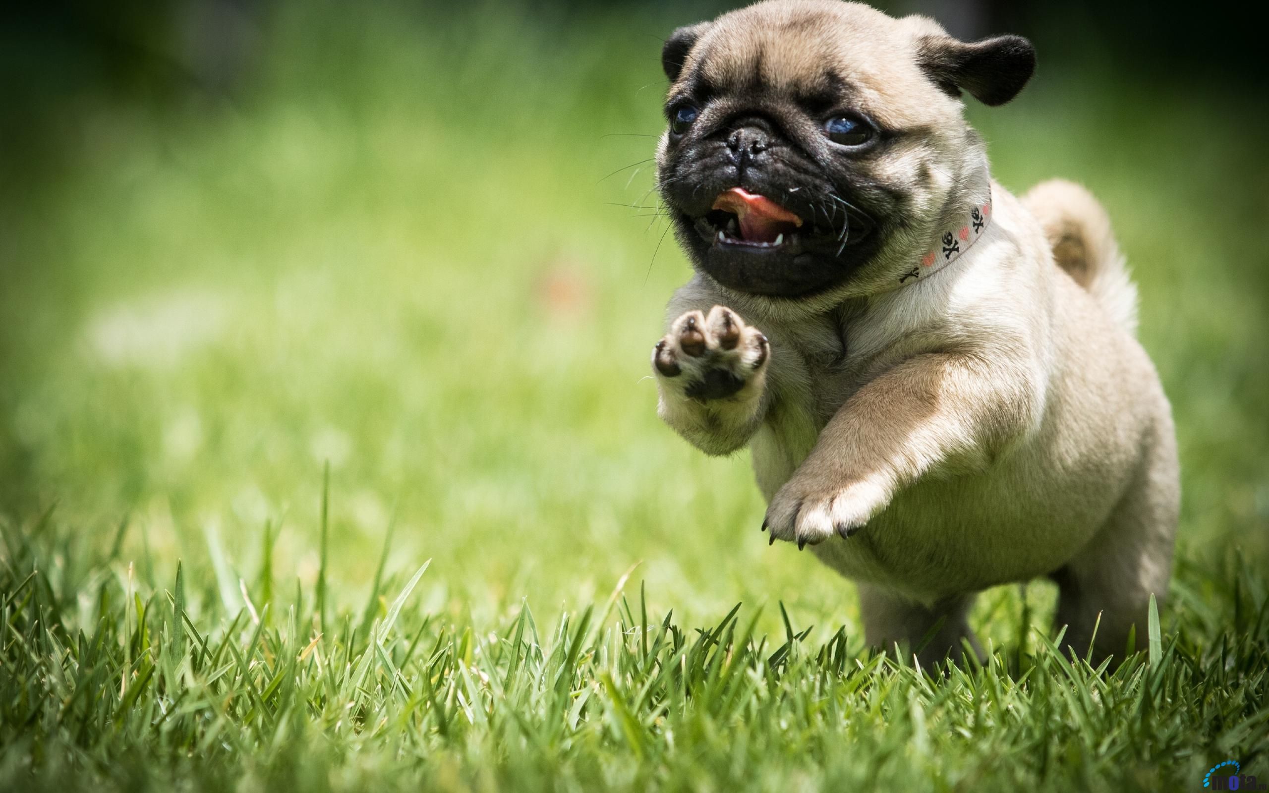 Pug Desktop Background Posted By Michelle Sellers