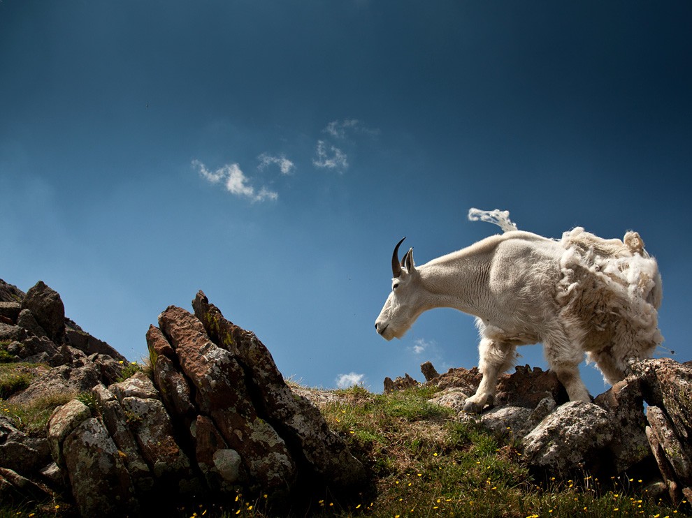 National Geographic Wallpaper Mountain Goat Colorado