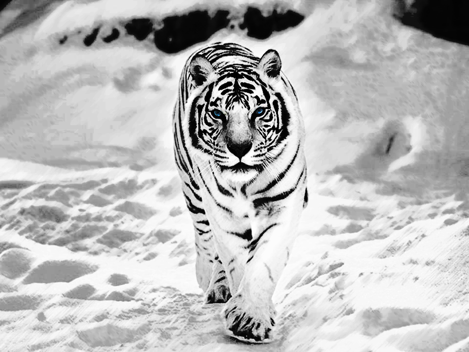 White Tiger In The Snow By Benski2011