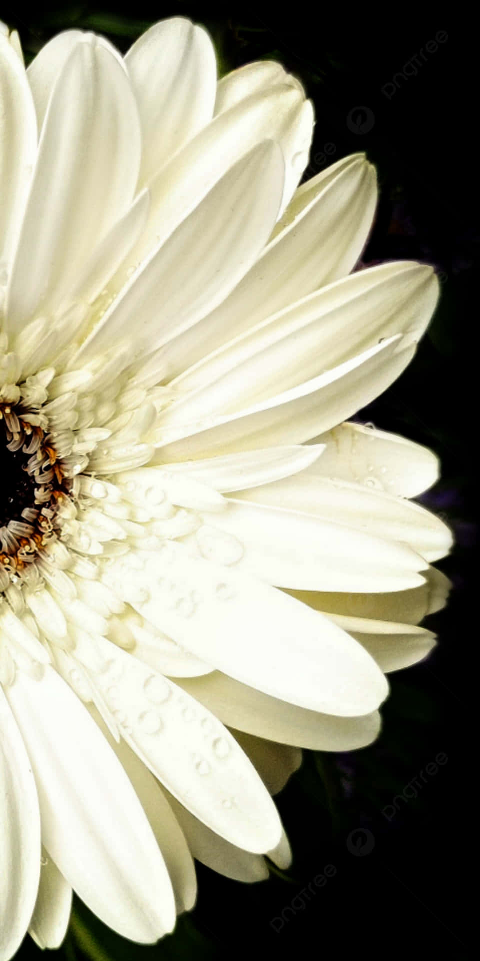Black And White Flower For iPhone Wallpaper