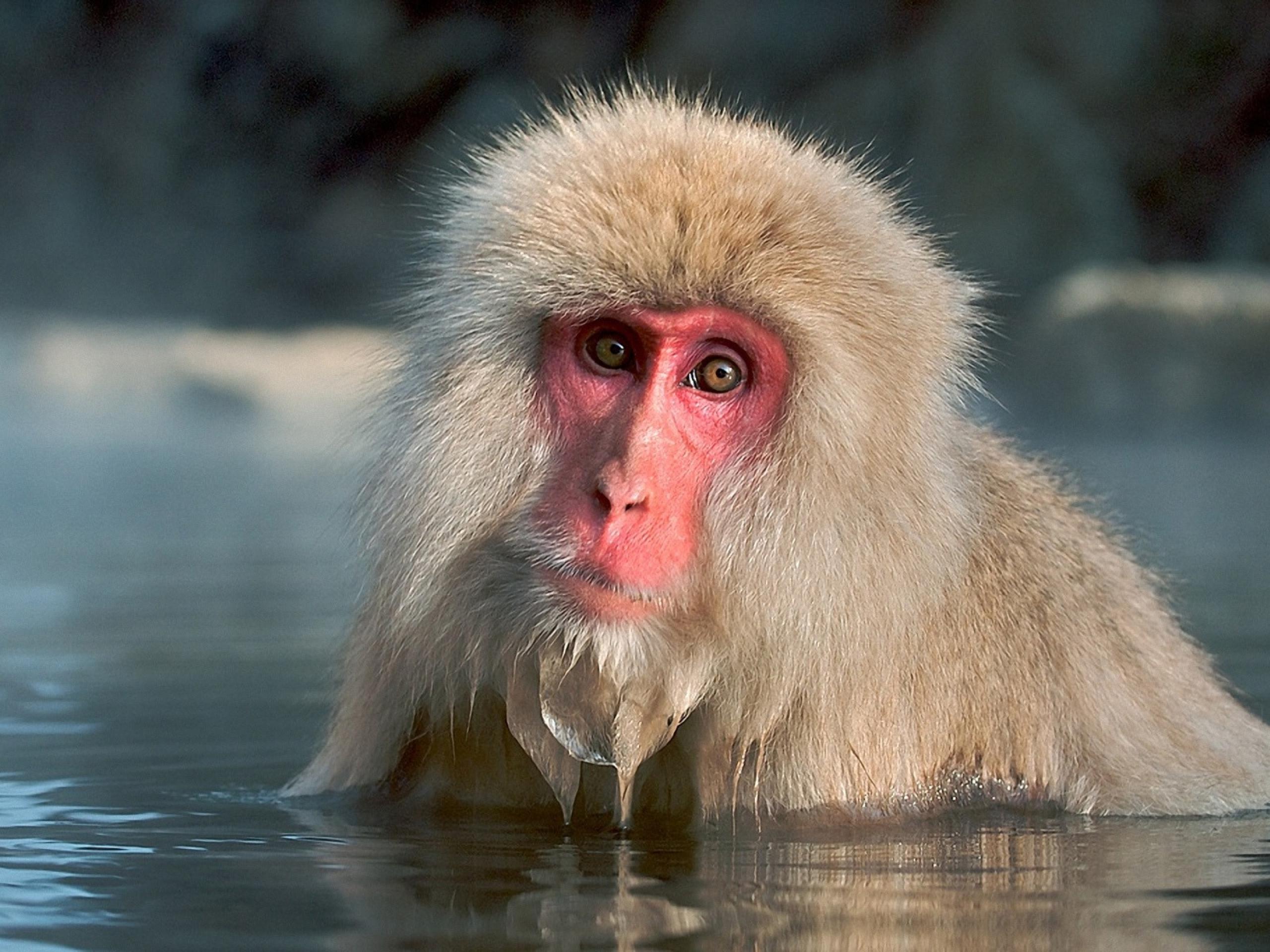 Thu Apr Japanese Macaque Animals Image Galleries