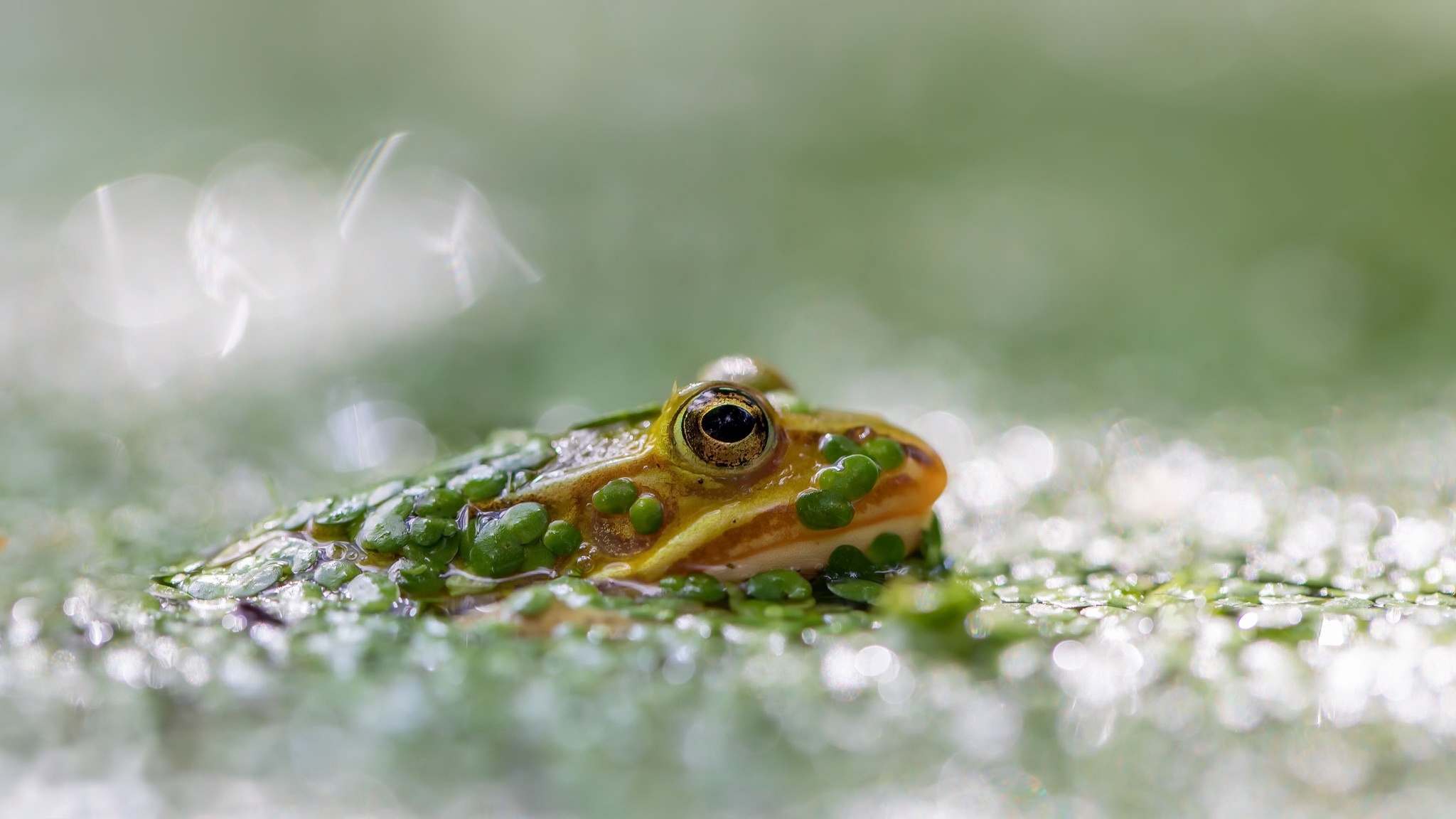 Frog Macro Blurry Wallpaper