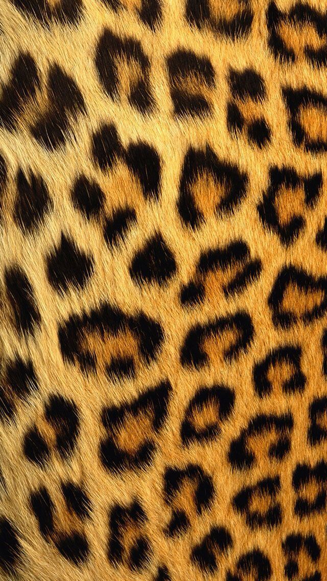 Tiger Print Wallpapers Group 47