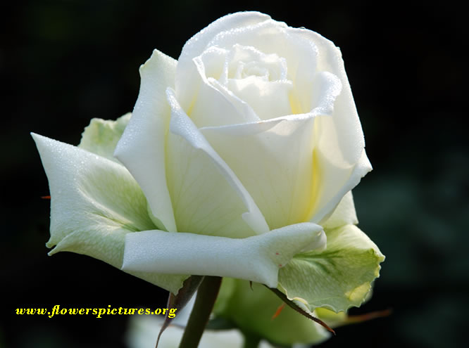 White Rose Flower File Large Image Pixels 89mb