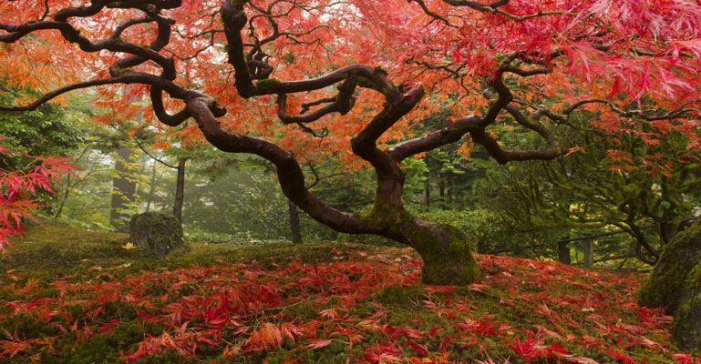Japanese Maple Tree Custom Wallpaper Nature