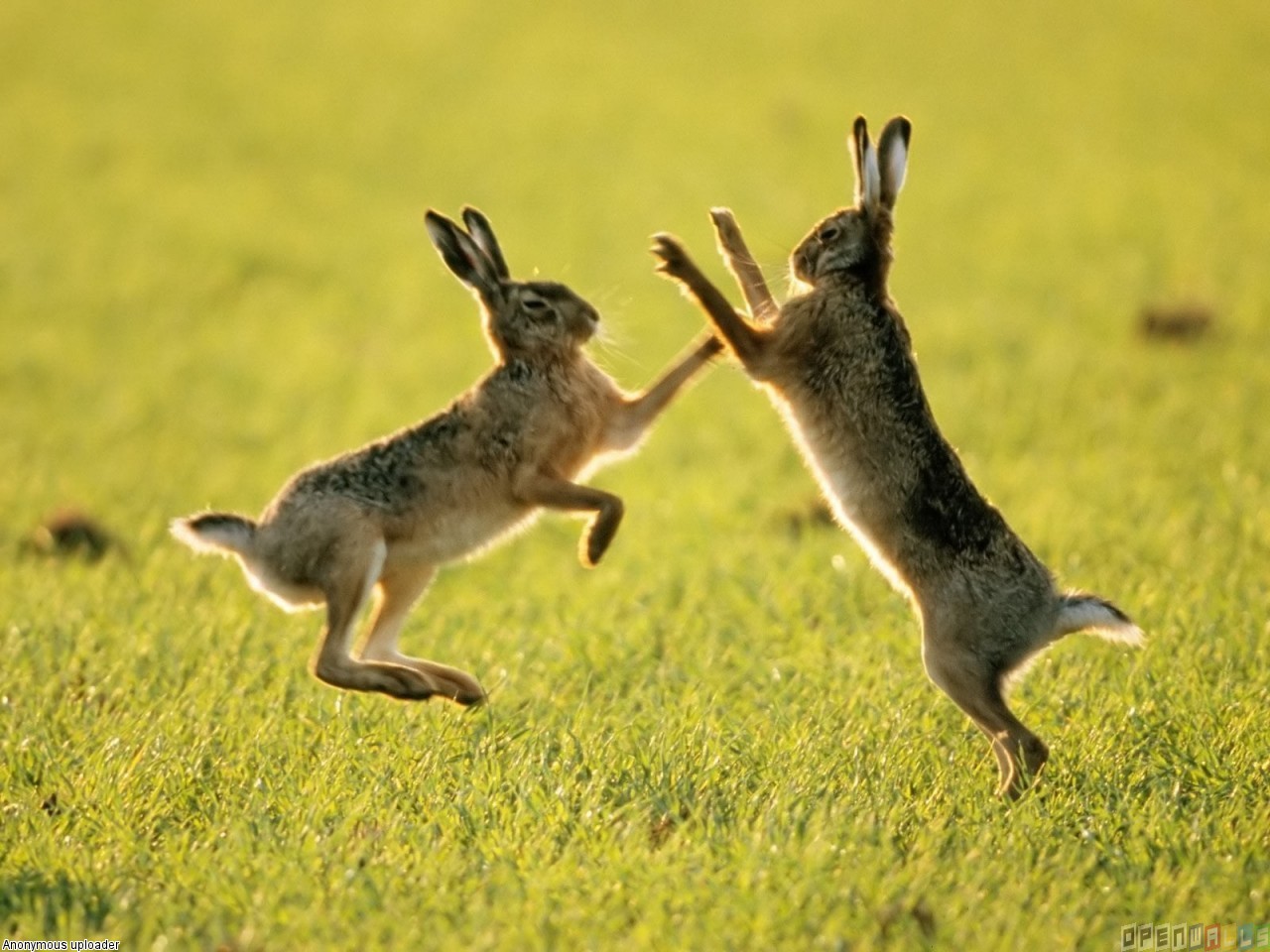 Brown Hare Boxing Wallpaper Open Walls