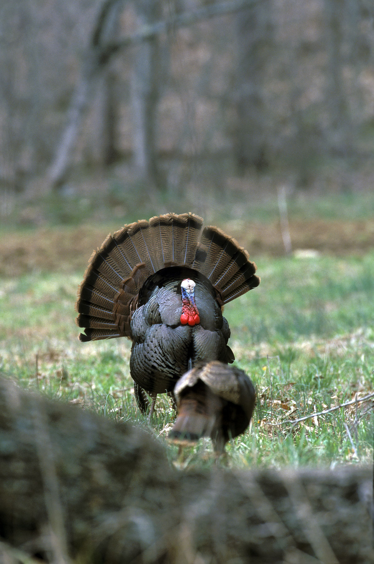 Turkey Hunting In Virginia
