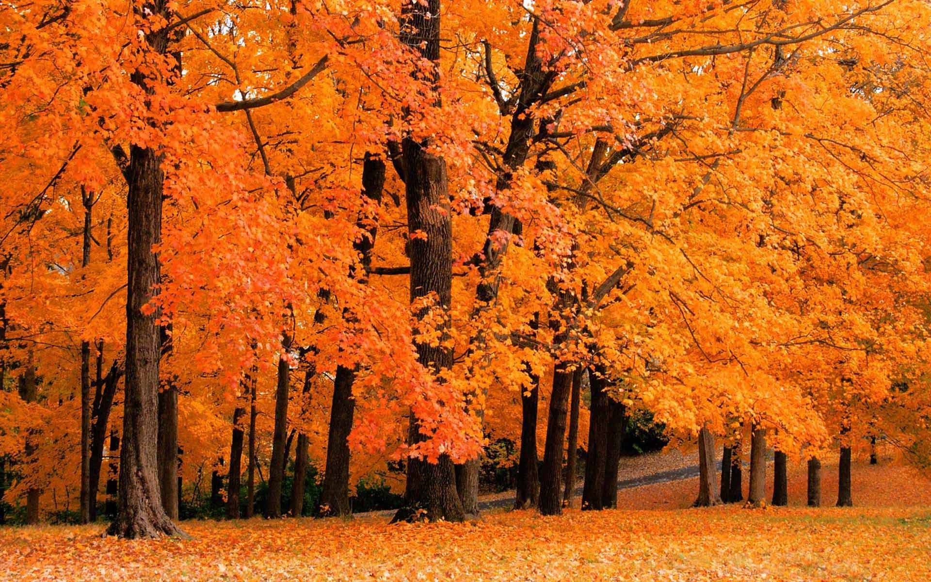 Fall Foliage Desktop Wallpaper HD Background