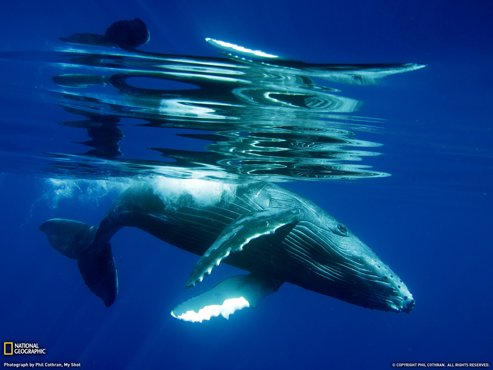 Humpback Whale Calf Photo Animal Wallpaper National