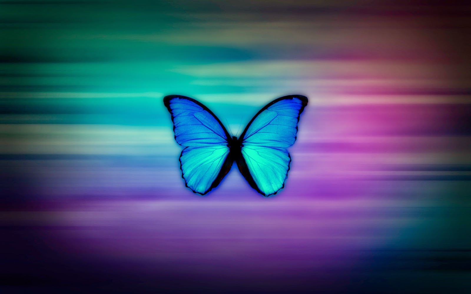 Colorful Butterfly HD Wallpaper Real Amp Artistic