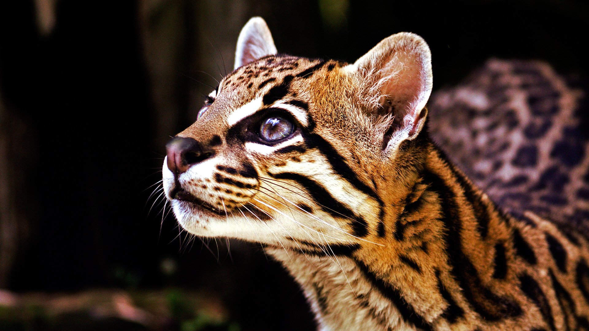22 Ocelot HD Wallpapers Background Images 1920x1080